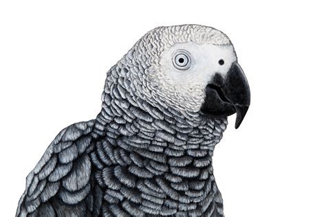 Free Images Cute Exotic Gray Parrot Illustration Painting