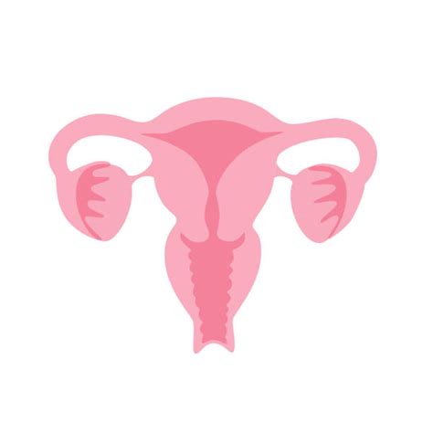 Uterus Stock Photos Pictures And Royalty Free Images Istock