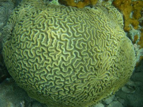 Brain Coral Free Photo Download Freeimages