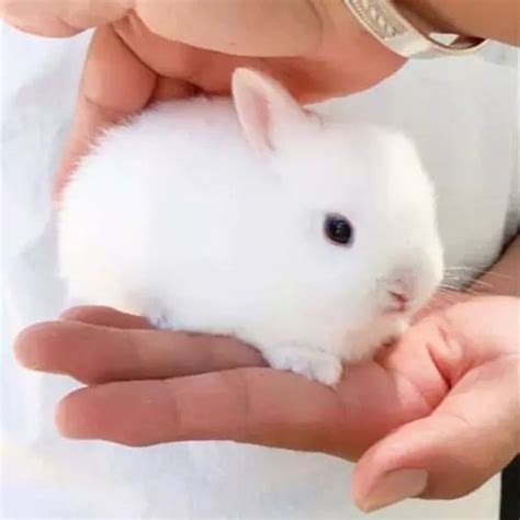 Netherland Dwarf Rabbit The Smallest Rabbit In The World Gloria