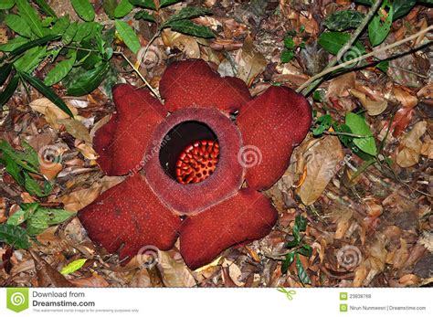 Rafflesia Arnoldi Stock Photo Image Of Smell Park Scent