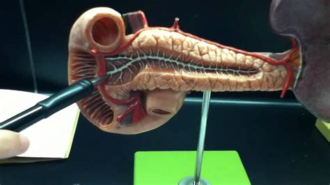 Duodenum Pancreas And Spleen Model Youtube