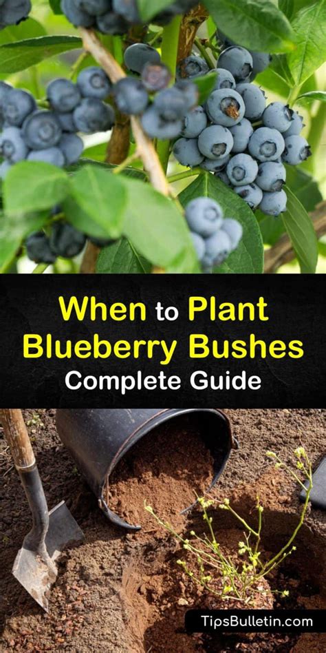 Planting Blueberry Bushes Guide For The Best Time To Start Blueberries