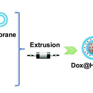 Schematic Of Preparation Of Dox Hm Bns And Homotypic Tumor Targeting