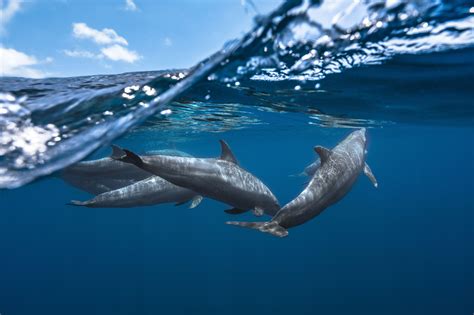 Dolphins Underwater Wallpapers Wallpaper Cave