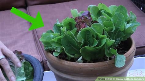 3 Ways To Grow Lettuce Indoors Wikihow