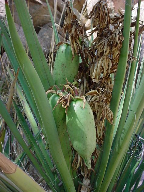 Vascular Plants Of The Gila Wilderness Yucca Baccata