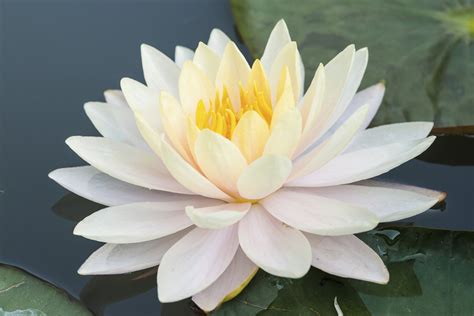 White Lotus 10 Free Hq Online Puzzle Games On