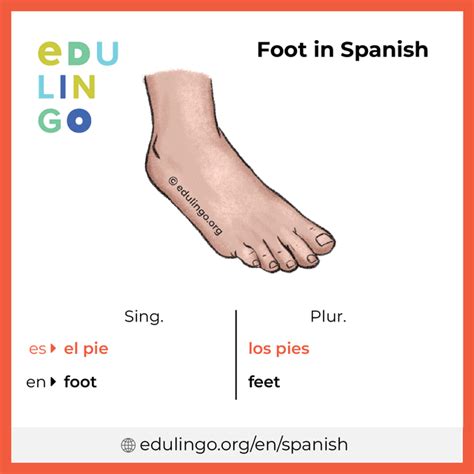 Foot In Spanish Is Pie Telegraph