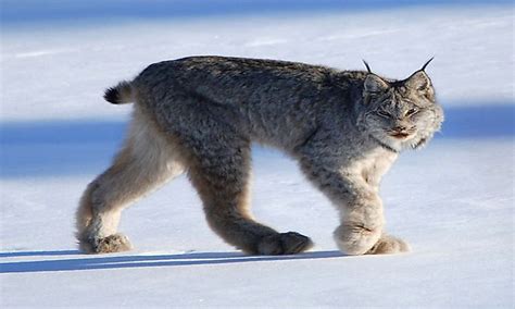 What Animals Live In The Taiga