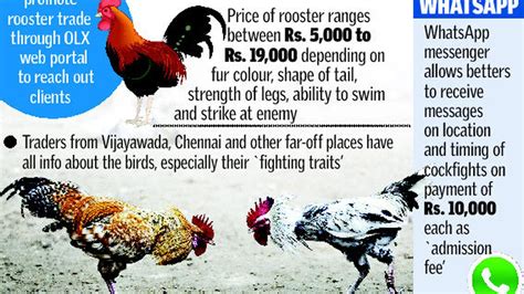 Cocks Rule The Roost On Web Portal Literally The Hindu