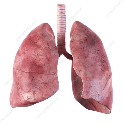 Human Lungs Artwork Stock Image F0093822 Science Photo Library
