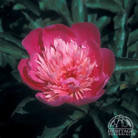 Plant Profile For Paeonia Lactiflora ‘pink Cameo Double