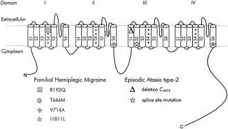 Familial Hemiplegic Migraine And Episodic Ataxia Type 2 Are Caused By