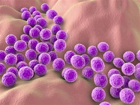 Jan 17 Researchers Clarify How Protein A From Staphylococcus Aureus
