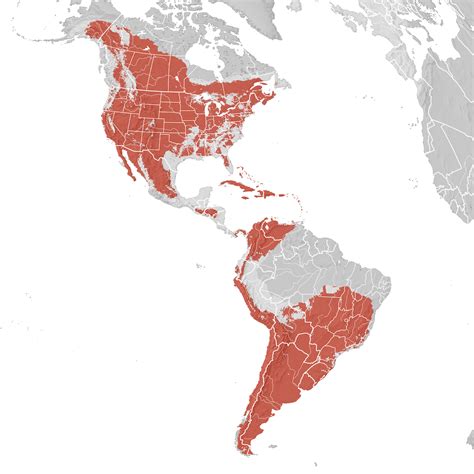 American Kestrel Range Map Breeding Ebird Status And Trends