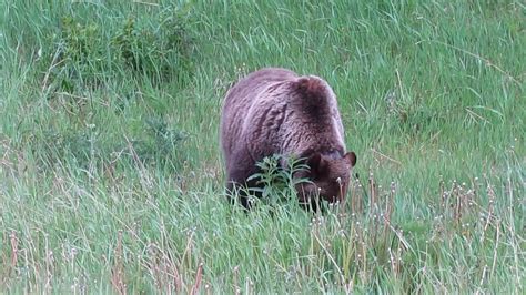 Brown Bear Eating Grass By Dan Friend Ph
