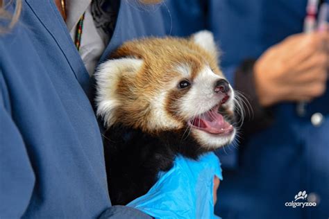 The Calgary Zoos Red Panda Cub Is Officially Ready For Her Public