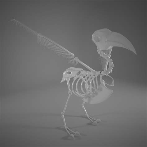 3d Model Bird Skeleton