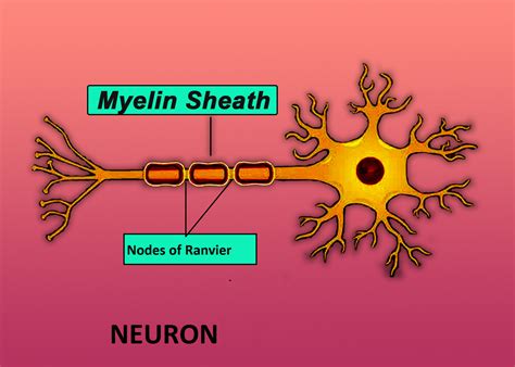 Nodes Of Ranvier Are Ajoints Occur Between Adjacent Axonsbaxon