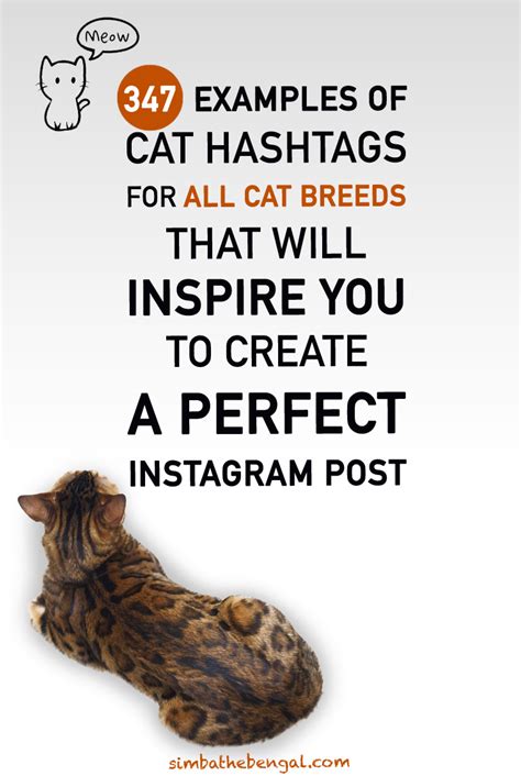Did you scroll all this way to get facts about black cats instagram? How to Choose Instagram Cat Hashtags [Full Guide with 347 ...