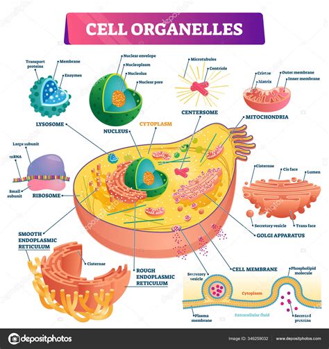 Cell Organelles Biological Vector Illustration Diagram Stock Vector