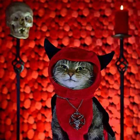 Pin By Kazuyoshi Shutou On Mininos 2 Cat Icon Satanic Cat Cool Cats