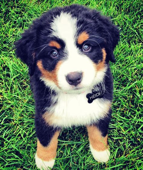 5 things to know about bernese mountain dog puppies. Heidi the Bernese Mountain Dog | Puppies | Daily Puppy