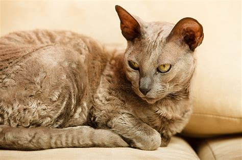 egyptian  cat pawversity