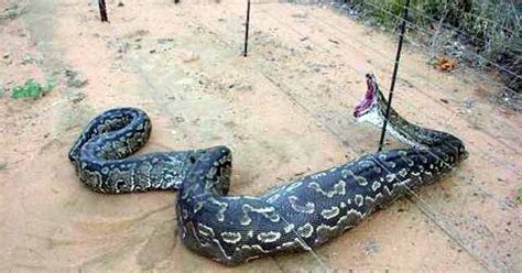 Book Of World Records Largest Snakebiggest Snake In The