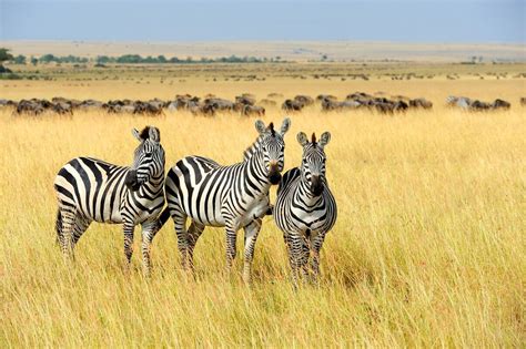 25 Animales De La Sabana Africana Y Sus Características Lifeder