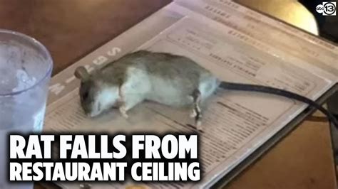 Rat Falls From Ceiling And Onto Table At Buffalo Wild Wings Youtube