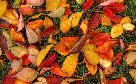 3840x2400 Latest Autumn Leaves 4k Hd 4k Wallpapers Images Backgrounds