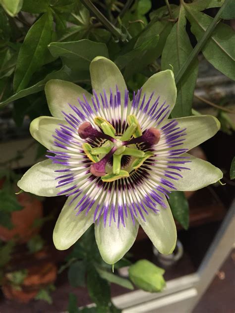 Stunning Passion Flower Just Bloomed Before Us At The Shop 💚 Passion