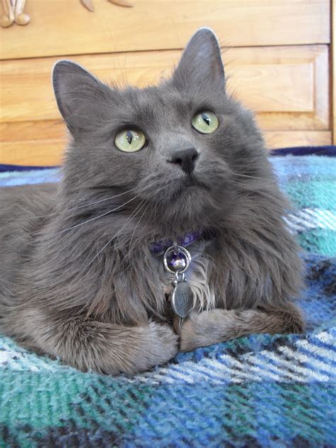 20 Most Popular Long Haired Cat Breeds Samoreals Russian Blue Cat