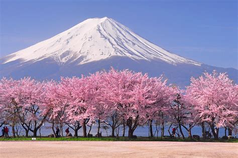 Cherry Blossom Where To See Cherry Blossoms In Korea Japan The