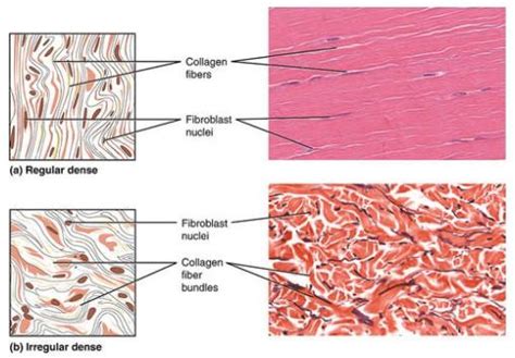 Dense Regular Connective Tissue Definition And Examples Biology