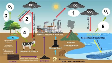 Siklus Karbon Pengertian Skema Daur Karbon Manfaat Dan Prosesnya