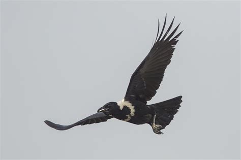 As The Crow Flies A Hong Kong Birding Blog Birding In Hong Kong