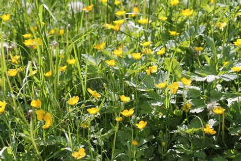 Yellow Flowers Of Creeping Buttercup Ranunculus Repens Plant And Green