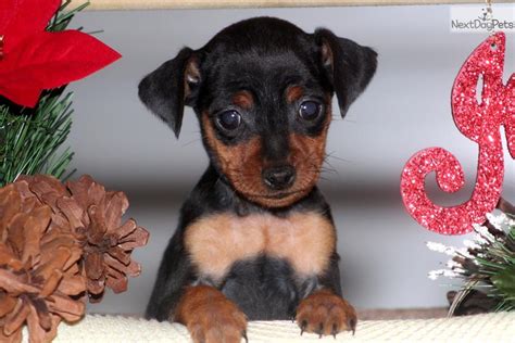 Miniature Pinscher Puppy For Sale Near Lancaster Pennsylvania