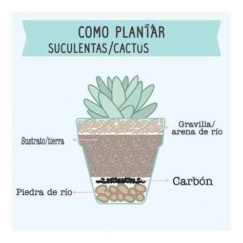 Como Plantar Cactus Y Suculentas Jardinería De Hortalizas En Macetas