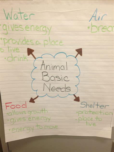 Animal Basic Needs First Grade Science Third Grade