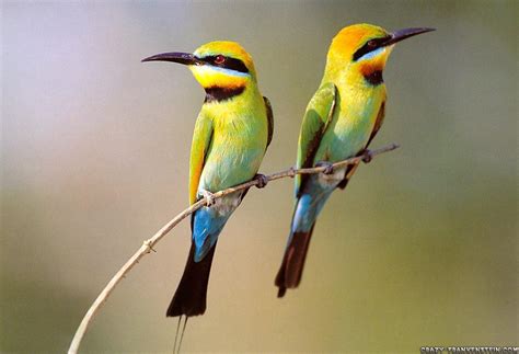 Animals Zoo Park 7 Beautiful Birds Wallpapers For