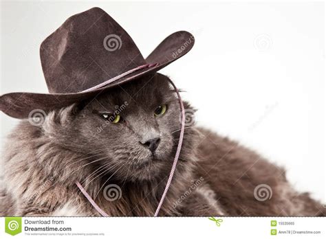 Cat wears taco shirt & cowboy hat. Cowboy Cat Royalty Free Stock Photo - Image: 15535665