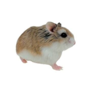 Cognitive disability profile assists with reading and focusing. Roborovski Hamsters for Sale | Robo Dwarf Hamsters for ...