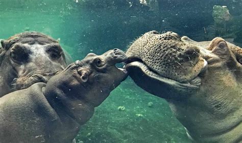 Golden Tickets In Chocolate Bars Can Win You A Kiss From Fiona The Hippo