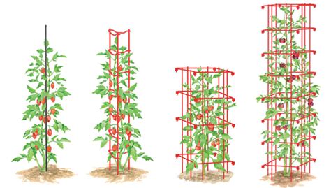 How To Stake Tomatoes