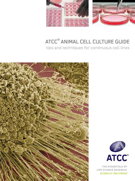Comparison of animal and microbial culture. ATCC - Animal Cell Culture Guide (1).pdf | Cell Culture ...