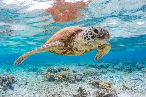 Endangered Green Sea Turtle Populations Are Recovering In Pacific Coral